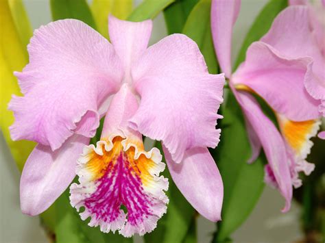 cattleya orchid flower meaning