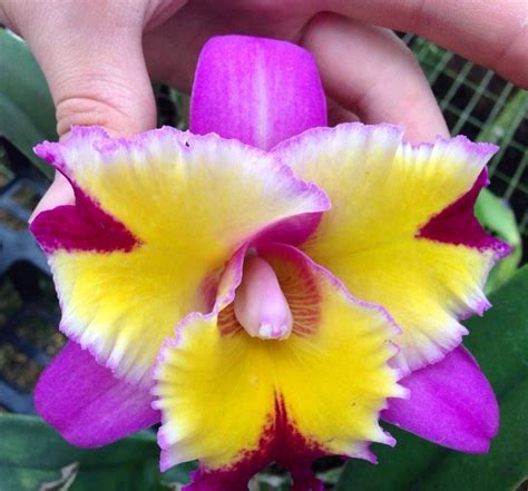 cattleya orchids for sale on ebay