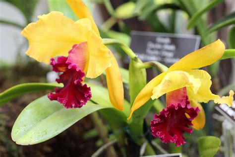 cattleya orchids for sale online
