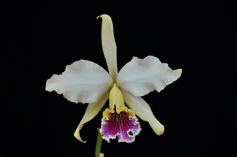 cattleya rex care