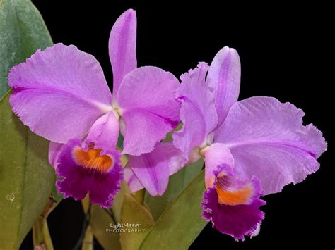 cattleya trianae facts