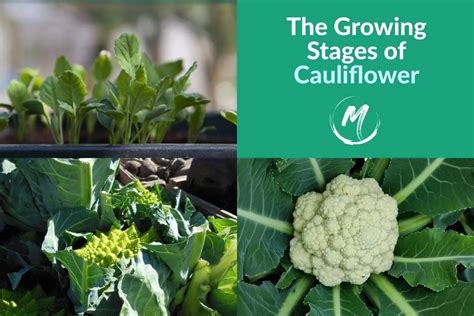 Cauliflower Growing Slowly