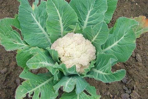 Cauliflower Image