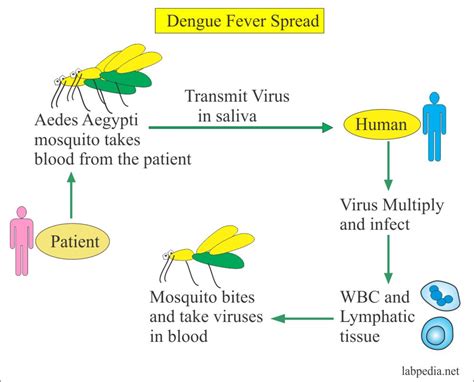 causative agent of dengue virus