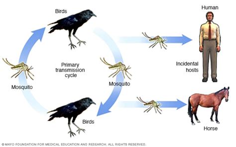 cause of west nile virus