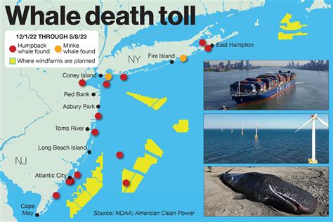 cause of whale deaths in new jersey