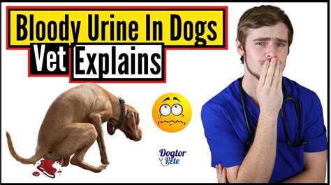 Blood in Dog Urine What Does it Mean? Causes and Treatment