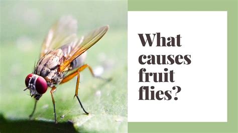 causes of fruit fly infestation