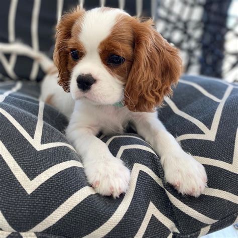 cavalier king charles puppies for sale in fl