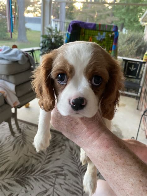 cavalier king charles puppies for sale in va