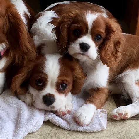 cavalier king charles puppies for sale mi