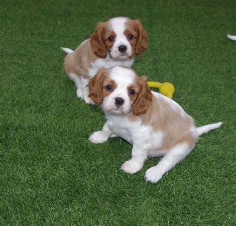 cavalier king charles puppies for sale mn