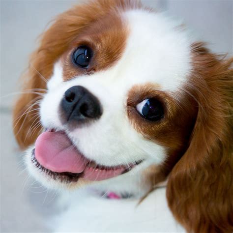 cavalier king charles puppies for sale ohio