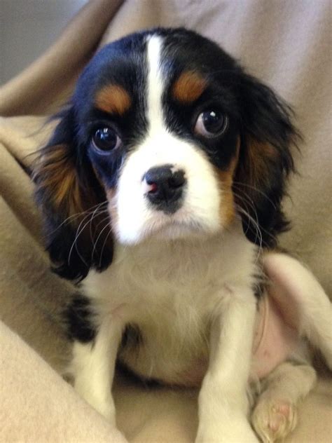 cavalier king charles spaniel rescue puppies