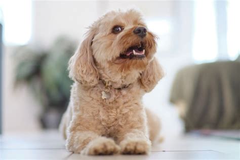 Pro Tips: Cavapoo Bushy Moustache Grooming Technique Guide