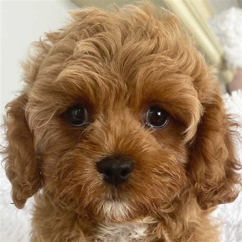 Cavapoo For Sale Fakenham