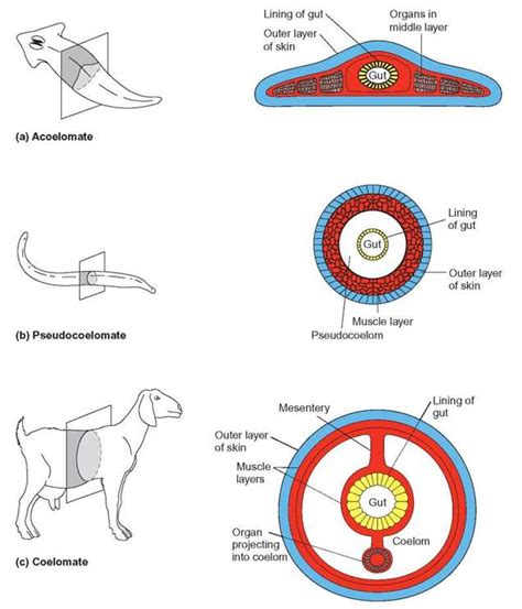 cavities of the animal bodies