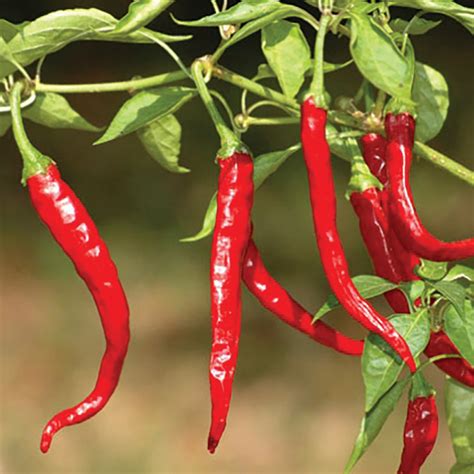 cayenne organic