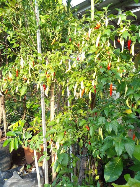 Cayenne Pepper In Yard