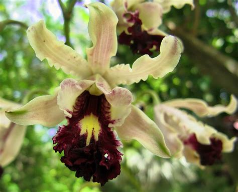 cayman islands national flower