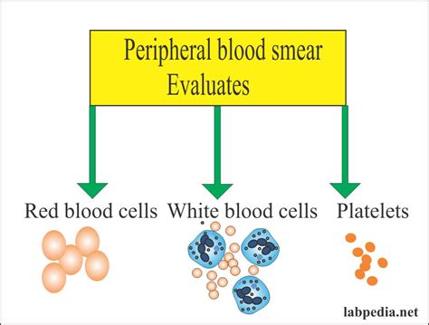 Cbc Differential Peripheral Smear