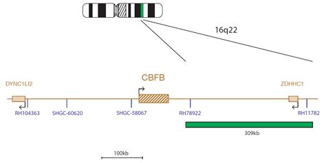 cbfb gene