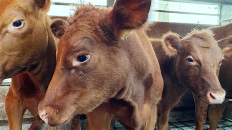 cbs news red heifer