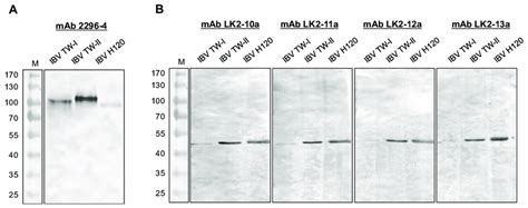 ccdc127 antibody western blot