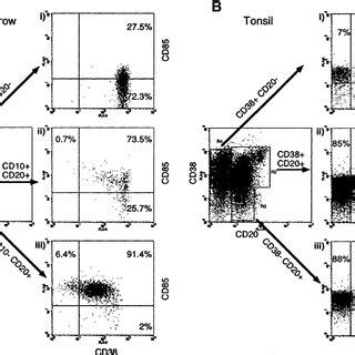 cd antigen cd85 expression