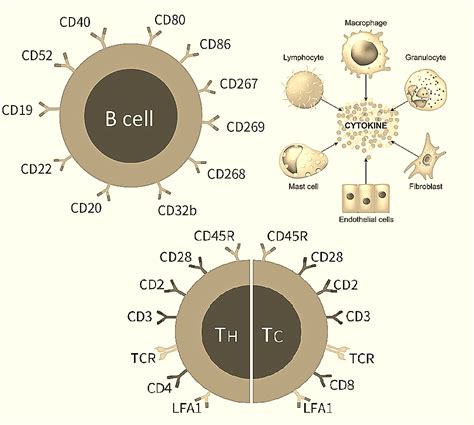 cd antigen cd85k function