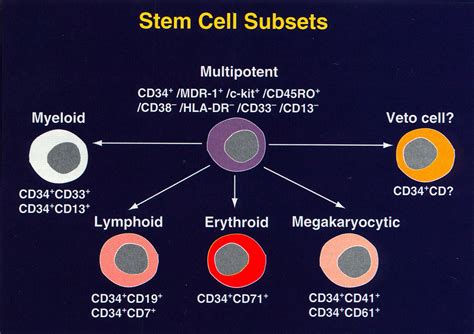 cd marker hematopoietic stem cells