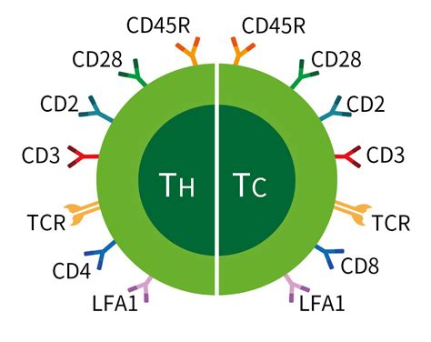 cd markers of t lymphocytes