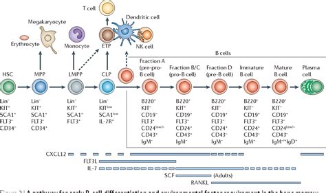 cd19 expression on b cells