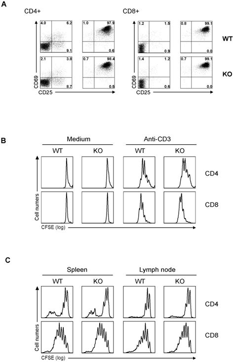 cd25 activation marker t cells