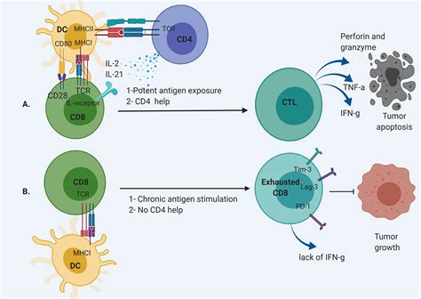 cd25 t cell activation