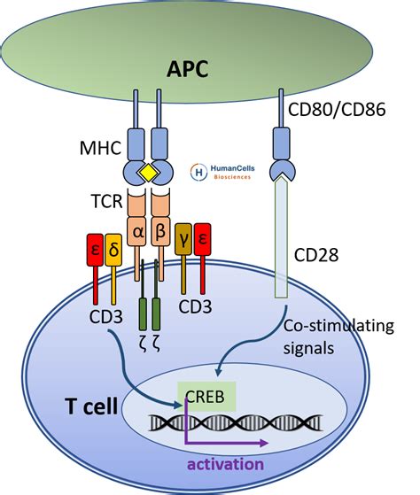 cd3 marker for t cells