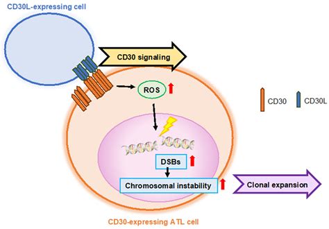 cd30 cd30-11