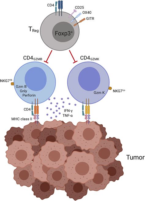 cd4+ cd56+ t cells