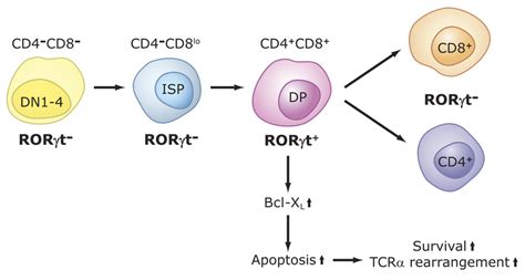 cd44 cd25 dn1