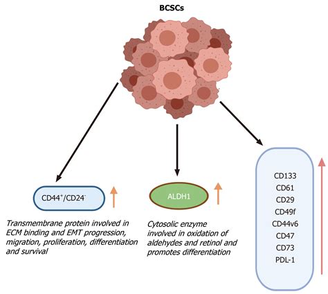 cd44 stem cell marker