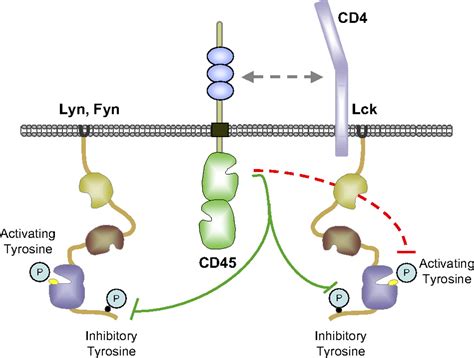 cd45 + cells