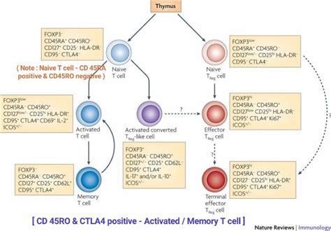 cd45 ro marker for memory t cell