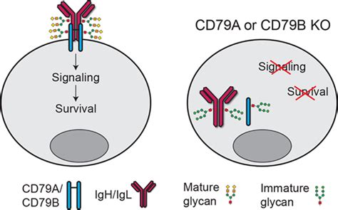 cd79a/cd79b