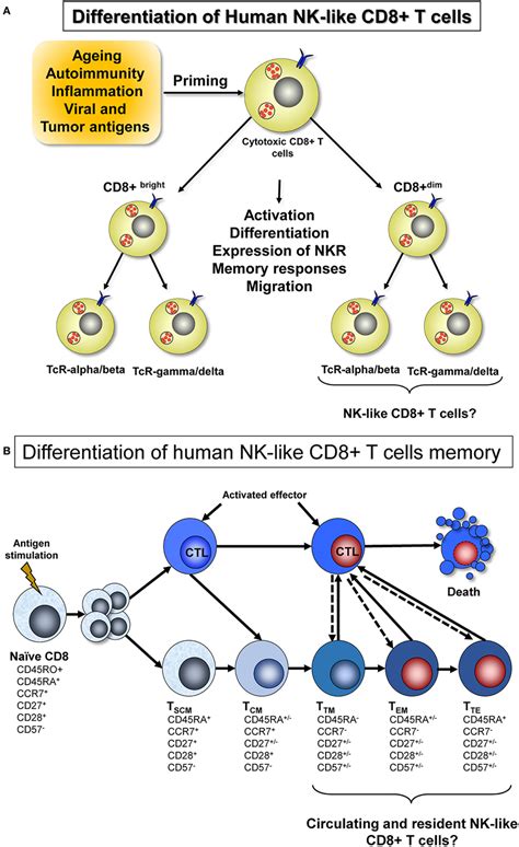 cd8 expression on nk cells