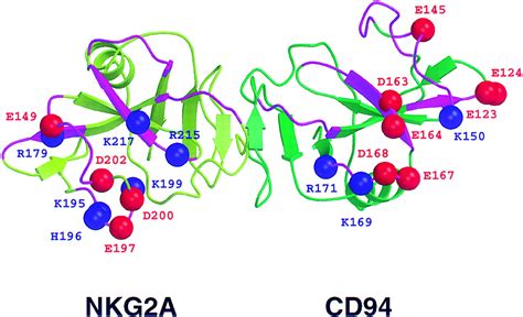 cd94 gene