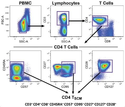 cd95 expression on cd4 t cells