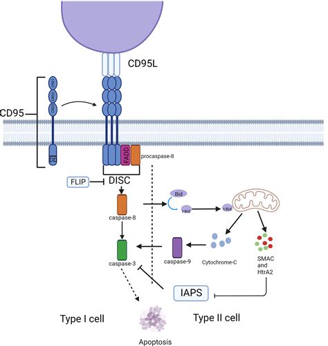 cd95 gene