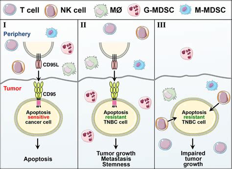 cd95 promotes tumour growth