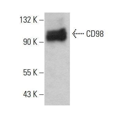 cd98 antibody