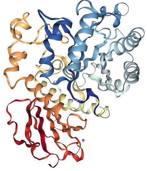 cd98 protein